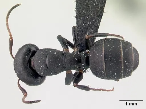Camponotus orombe specimen CASENT0122867 image casent0122867_1
