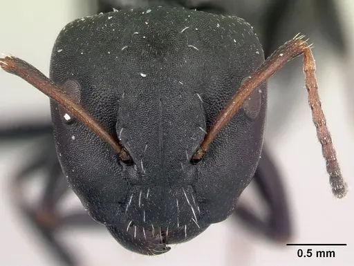 Camponotus orombe specimen CASENT0122867 image casent0122867_2