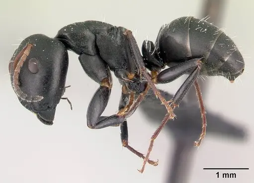 Camponotus orombe specimen CASENT0122867 image casent0122867_3