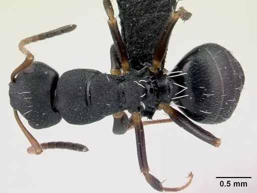 Camponotus orombe specimen CASENT0178923 image casent0178923_1