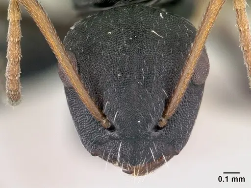 Camponotus orombe specimen CASENT0178923 image casent0178923_2