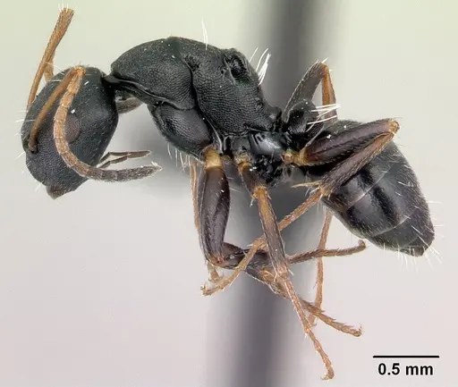 Camponotus orombe specimen CASENT0178923 image casent0178923_3