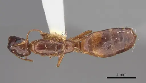 Camponotus orthocephalus specimen CASENT0217681 image casent0217681_1