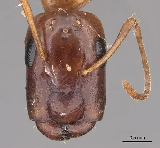 Camponotus orthocephalus specimen CASENT0217681 image casent0217681_2