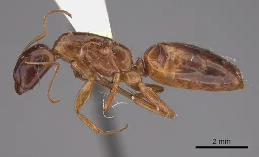 Camponotus orthocephalus specimen CASENT0217681 image casent0217681_3