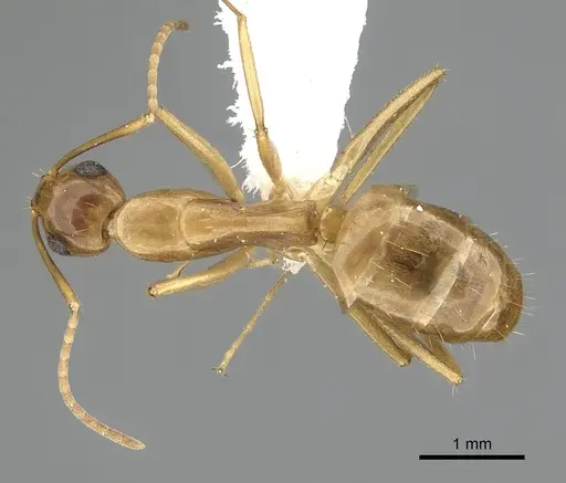 Camponotus orthocephalus specimen CASENT0249392 image casent0249392_1
