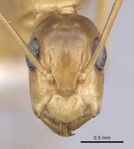 Camponotus orthocephalus specimen CASENT0249392 image casent0249392_2