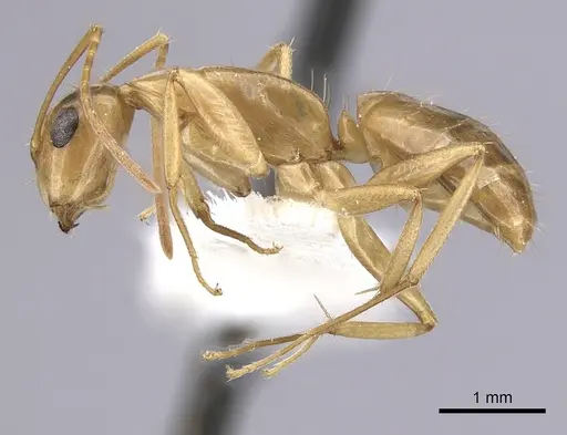 Camponotus orthocephalus specimen CASENT0249392 image casent0249392_3