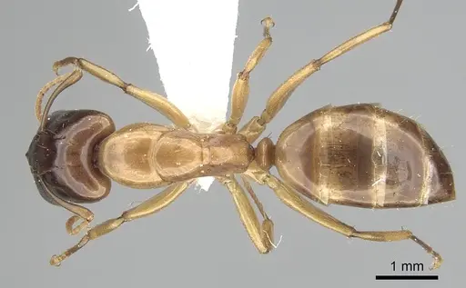Camponotus orthocephalus specimen CASENT0249393 image casent0249393_1