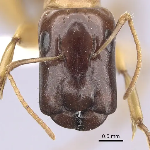 Camponotus orthocephalus specimen CASENT0249393 image casent0249393_2