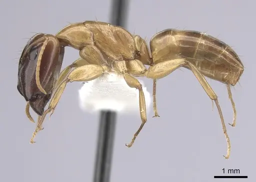 Camponotus orthocephalus specimen CASENT0249393 image casent0249393_3