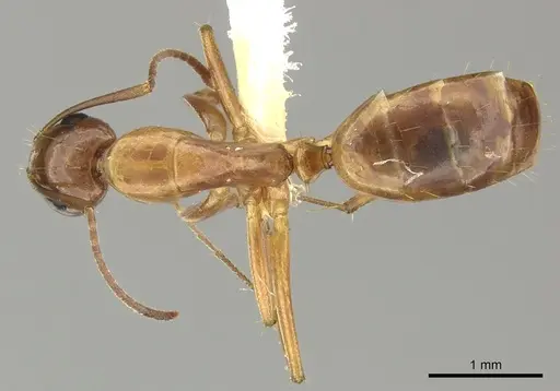 Camponotus orthocephalus specimen CASENT0249604 image casent0249604_1