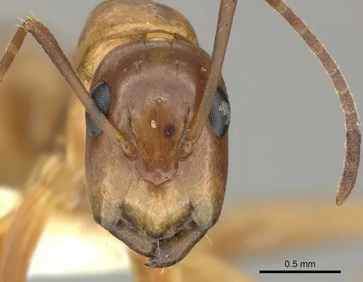 Camponotus orthocephalus specimen CASENT0249604 image casent0249604_2