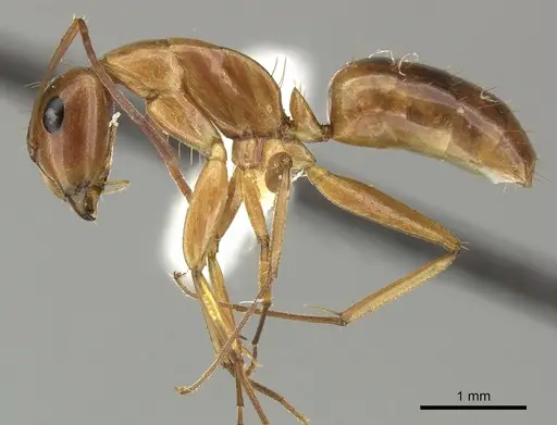 Camponotus orthocephalus specimen CASENT0249604 image casent0249604_3
