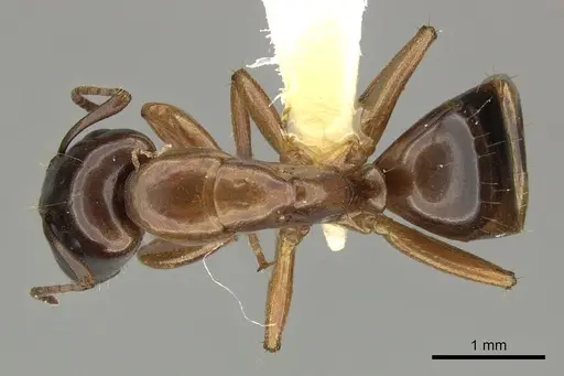 Camponotus orthocephalus specimen CASENT0619235 image casent0619235_1