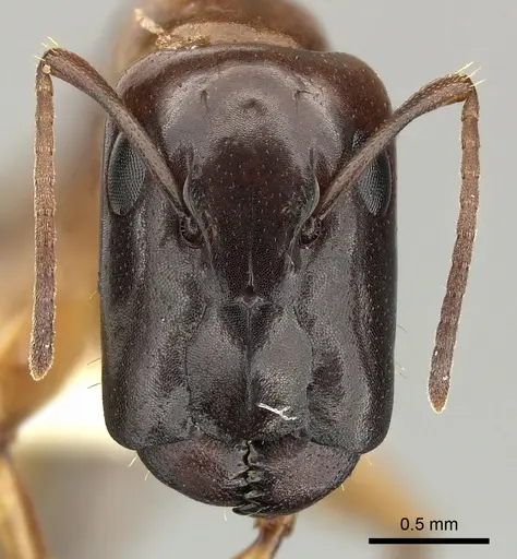 Camponotus orthocephalus specimen CASENT0619235 image casent0619235_2