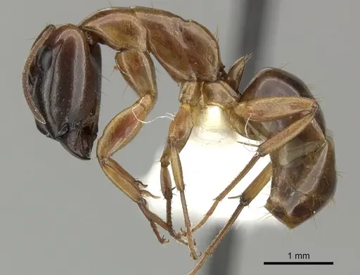Camponotus orthocephalus specimen CASENT0619235 image casent0619235_3