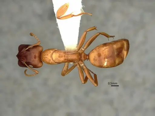 Camponotus orthocephalus specimen CASENT0886720 image casent0886720_1