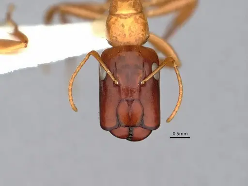 Camponotus orthocephalus specimen CASENT0886720 image casent0886720_2