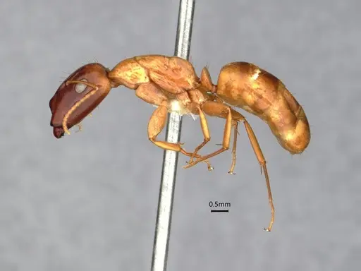 Camponotus orthocephalus specimen CASENT0886720 image casent0886720_3