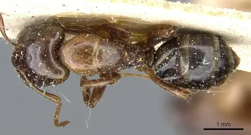 Camponotus orthocephalus specimen CASENT0905498 image casent0905498_1