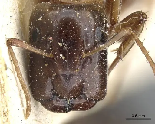 Camponotus orthocephalus specimen CASENT0905498 image casent0905498_2