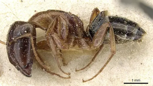 Camponotus orthocephalus specimen CASENT0905498 image casent0905498_3