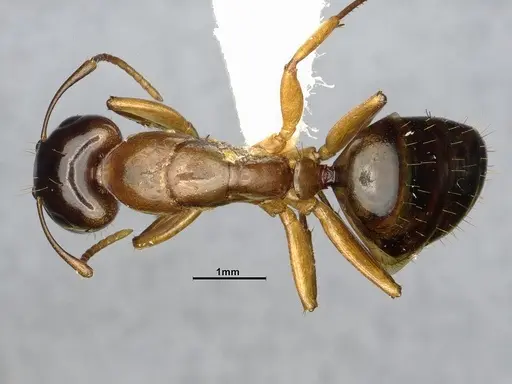 Camponotus orthocephalus specimen CASENT4032239 image casent4032239_1