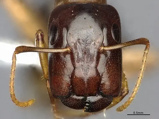 Camponotus orthocephalus specimen CASENT4032239 image casent4032239_2