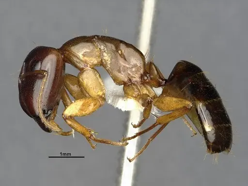 Camponotus orthocephalus specimen CASENT4032239 image casent4032239_3