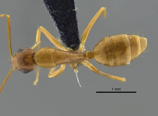 Camponotus orthocephalus specimen CBUMAGENT41811 image cbumagent41811_1