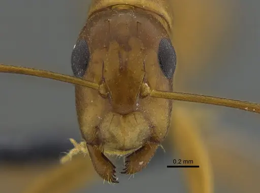 Camponotus orthocephalus specimen CBUMAGENT41811 image cbumagent41811_2