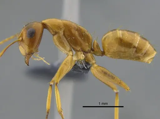 Camponotus orthocephalus specimen CBUMAGENT41811 image cbumagent41811_3