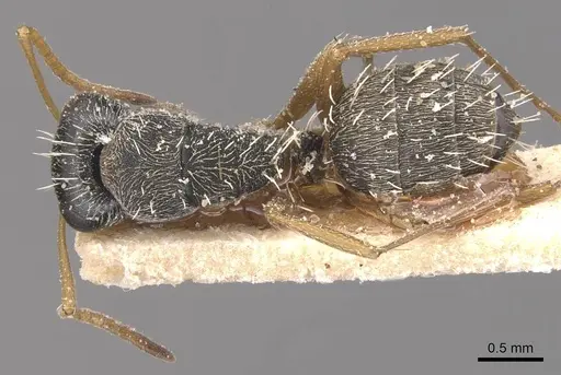 Camponotus orthodoxus specimen CASENT0905425 image casent0905425_1