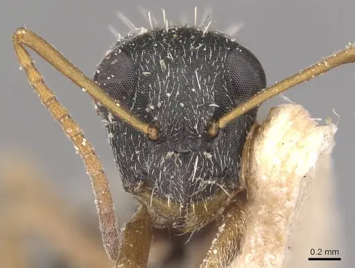 Camponotus orthodoxus specimen CASENT0905425 image casent0905425_2