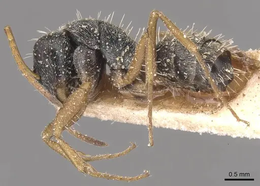 Camponotus orthodoxus specimen CASENT0905425 image casent0905425_3