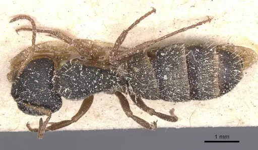 Camponotus orthodoxus specimen CASENT0911846 image casent0911846_1