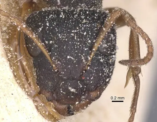 Camponotus orthodoxus specimen CASENT0911846 image casent0911846_2