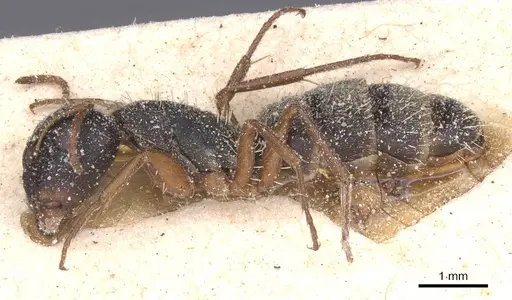 Camponotus orthodoxus specimen CASENT0911846 image casent0911846_3