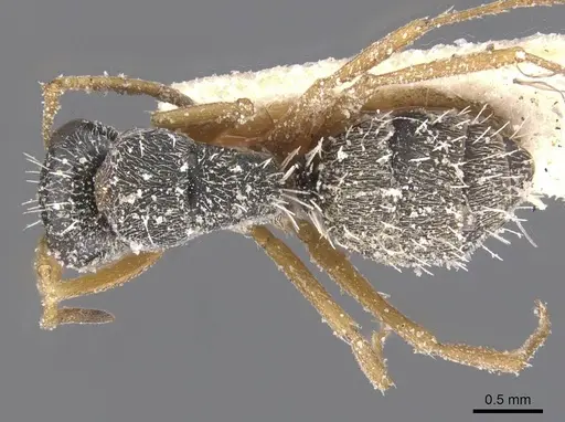 Camponotus orthodoxus specimen CASENT0911847 image casent0911847_1