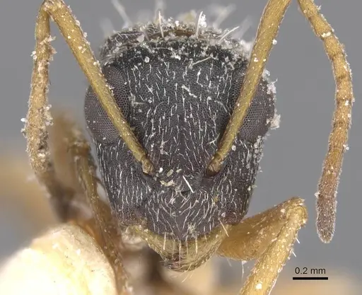 Camponotus orthodoxus specimen CASENT0911847 image casent0911847_2