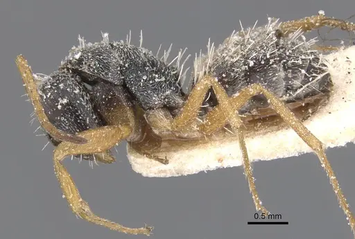 Camponotus orthodoxus specimen CASENT0911847 image casent0911847_3