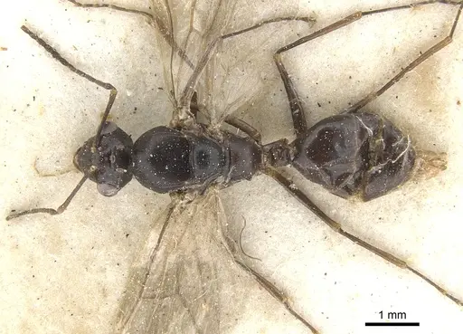 Camponotus ostiarius specimen CASENT0903507 image casent0903507_1