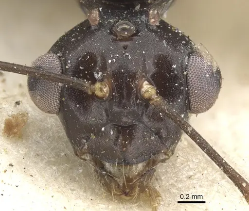 Camponotus ostiarius specimen CASENT0903507 image casent0903507_2