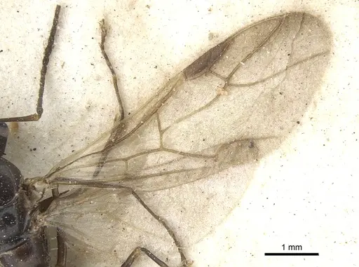 Camponotus ostiarius specimen CASENT0903507 image casent0903507_4