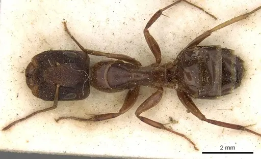 Camponotus ostiarius specimen CASENT0906892 image casent0906892_1