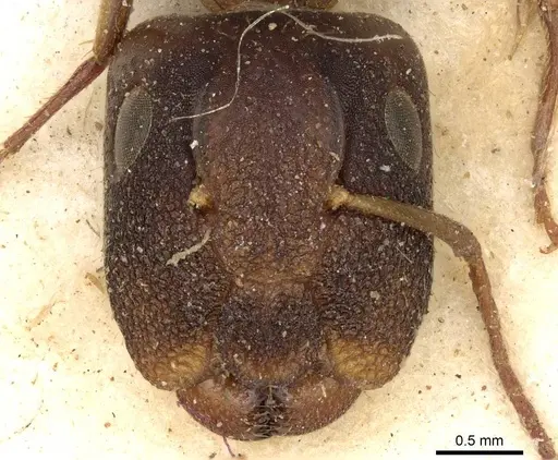 Camponotus ostiarius specimen CASENT0906892 image casent0906892_2