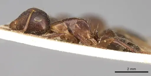 Camponotus ostiarius specimen CASENT0906892 image casent0906892_3