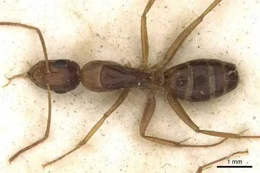 Camponotus ostiarius specimen CASENT0906893 image casent0906893_1