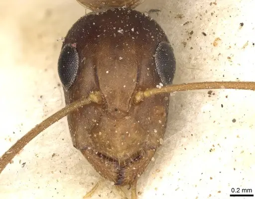Camponotus ostiarius specimen CASENT0906893 image casent0906893_2